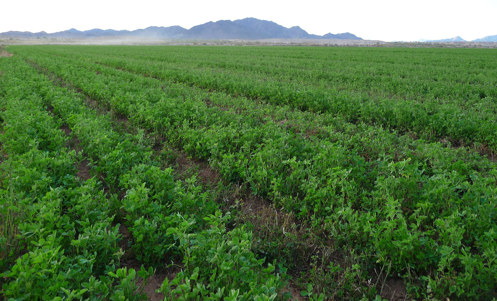 Alfalfa at Eastern End Of The Bradshaw Trail (2281)