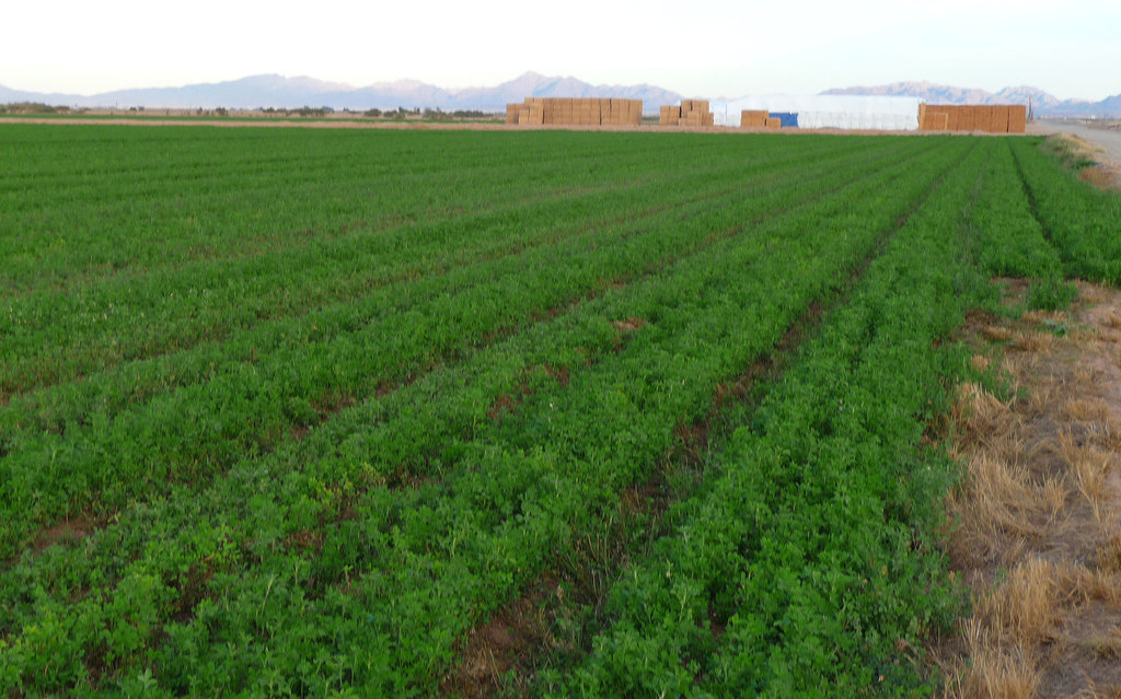 Alfalfa at Eastern End Of The Bradshaw Trail (2282)