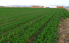 Alfalfa at Eastern End Of The Bradshaw Trail (2282)