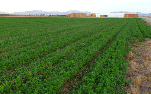 Alfalfa at Eastern End Of The Bradshaw Trail (2282)