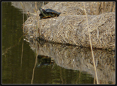 Terrapin