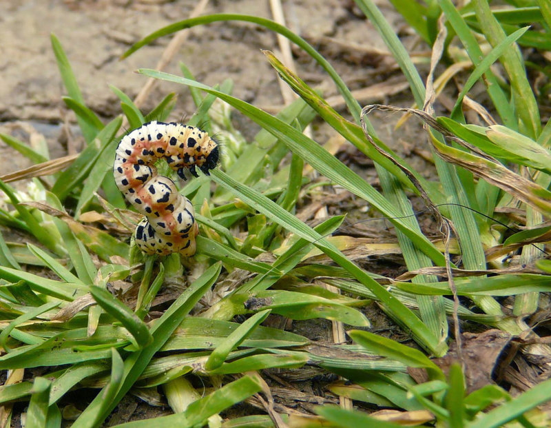 Magpie Moth Caterpillar -Side 2