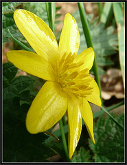 Celandine