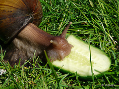 Giant African Land Snail 2