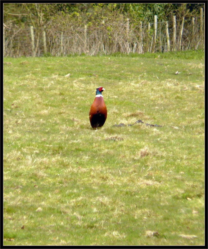 Pheasant Male