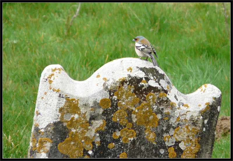 Chaffinch Male