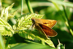 Large Skipper