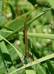 Banded Demoiselle Female