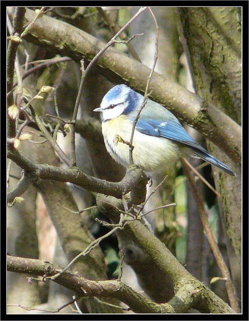 Blue Tit