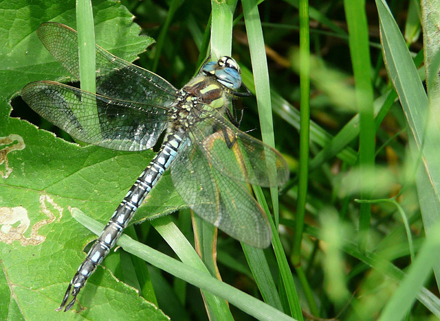 Hairy Dragonfly - Male