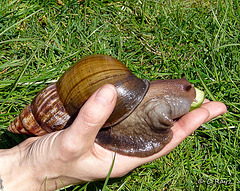 Giant African Land Snail 1