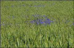 Champs de blé avec Bleuets