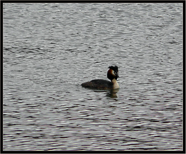 Great Crested Grebe