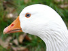 Goose 3