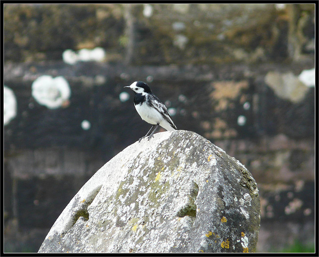 Pied Wagtail