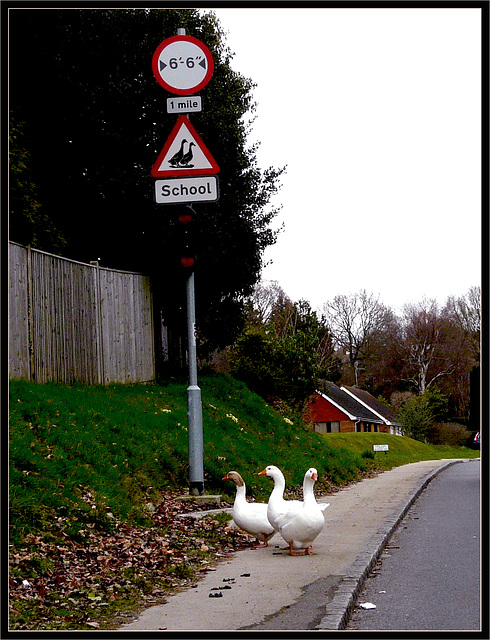 Geese Crossing 1 Mile