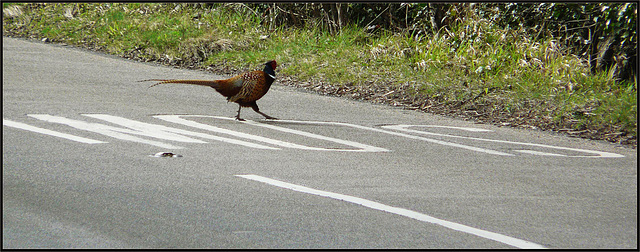 Pheasant Crossing Sloooowww