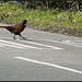 Pheasant Crossing Sloooowww