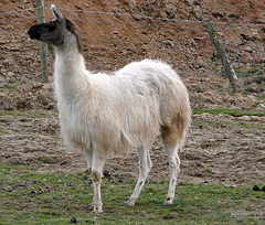 Llama