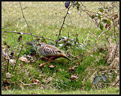 Red Legged Partridge