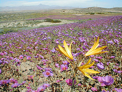 Le Chili encore accablé : le désert d'Atacama noyé sous la boue, l'état d'urgence décrété...