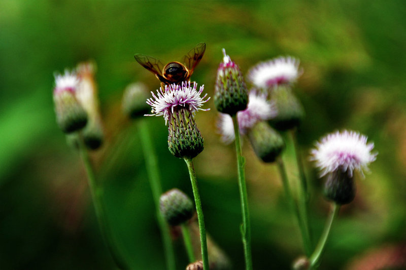 Bumble-bee from behind...........