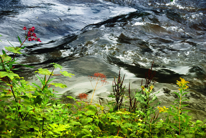 Flowers at the river bank......