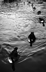 Windsor Geese 1 Windsor Geese 1