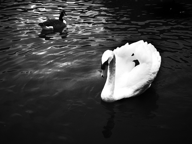 Windsor Swan 2