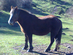 Caballo en el monte.