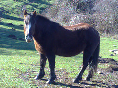 Caballo mirando.