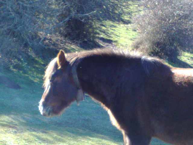 Caballo.