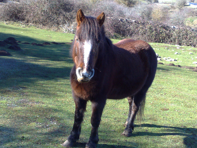 Caballo en el monte