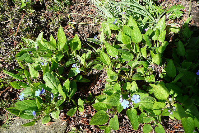 Endlich - Frühling 2009