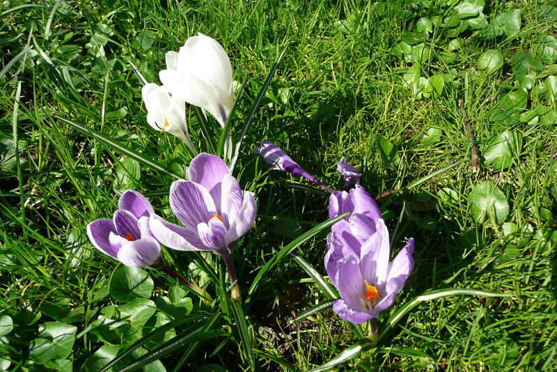 Endlich - Frühling 2009