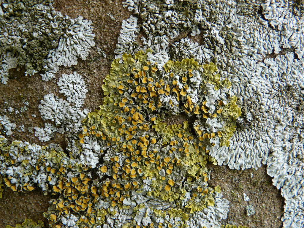 14. Temple Lichen