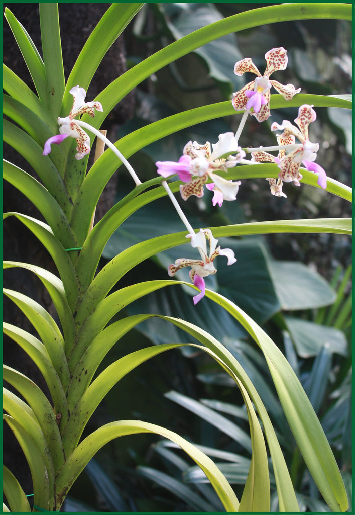 Verda tricolor var. suavis