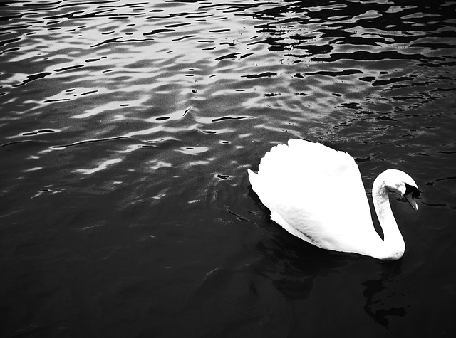 Windsor Swan 3