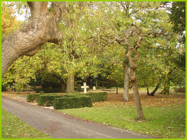 Arbre maléfique- Evil tree.  Cimetière de Copenhague- Copenhagen cemetery- 20 octobre 2008