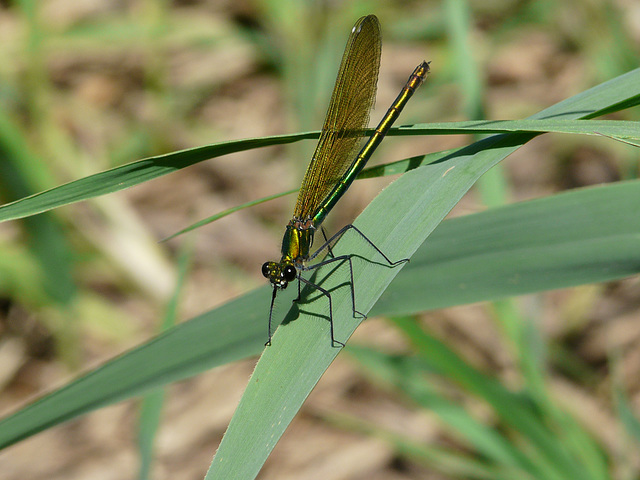 Beautiful Demoiselle - Female