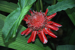 Flower blooms beside the waterfall