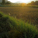 Sunset over a paddy field