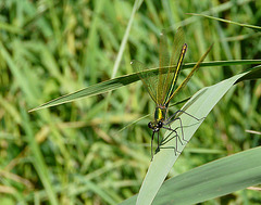 Beautiful Demoiselle - Female Wings Spread