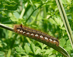 Drinker Moth Caterpillars