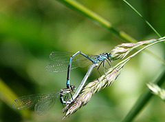 Azure Damselflies Mating