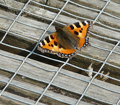 Small Tortoiseshell