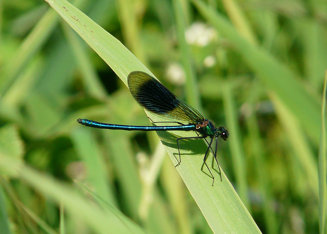 Banded Demoiselle - Male