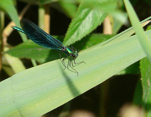 Beautiful Demoiselle Male