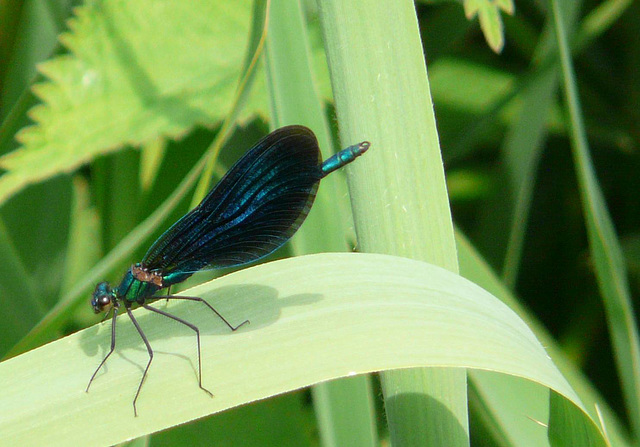 Beautiful Demoiselle Male side