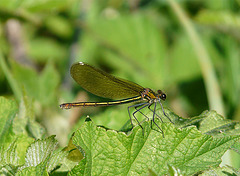 Banded Demoiselle - Female